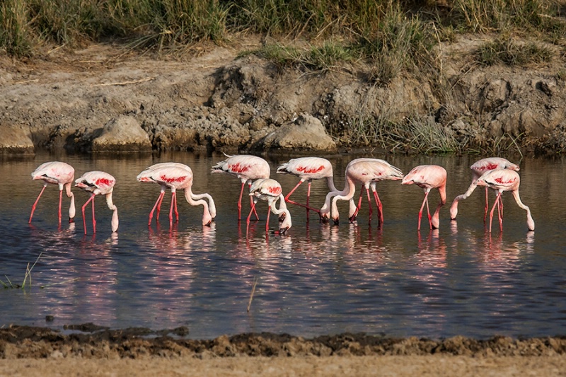 Greater Flamingos Feeding