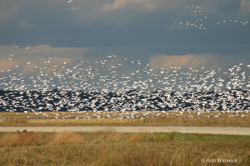 Snow geese flock