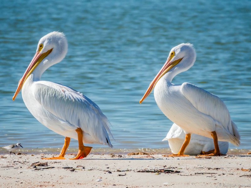Whie Pelicans in Everglades