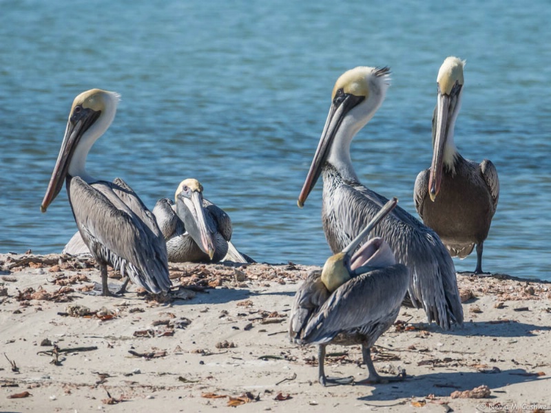 Black Pelicans in Everglades