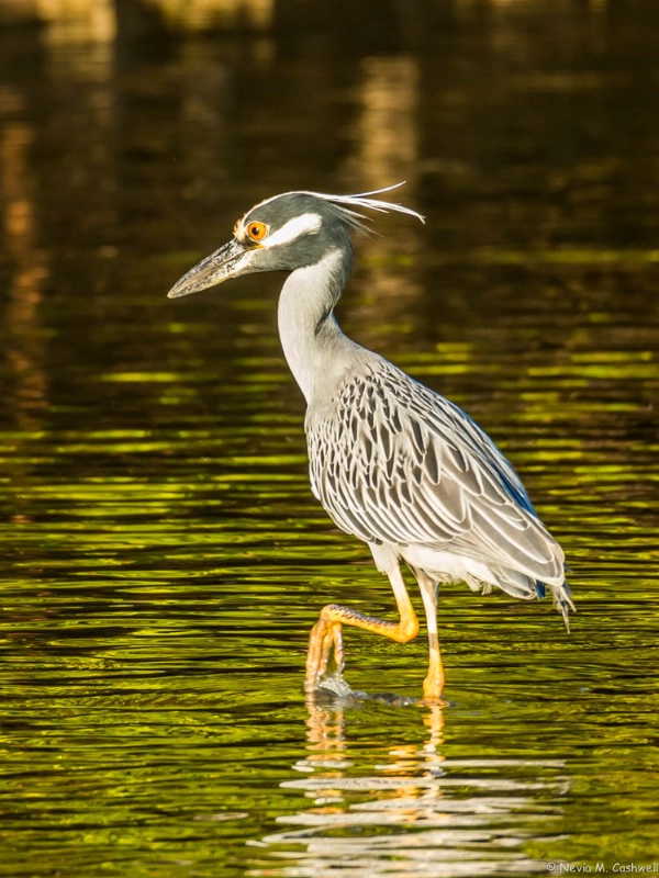 Yellow Crowned Night Heron in Florida Highlands