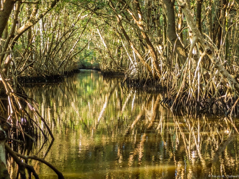 Everglades Mangrove Tunnel