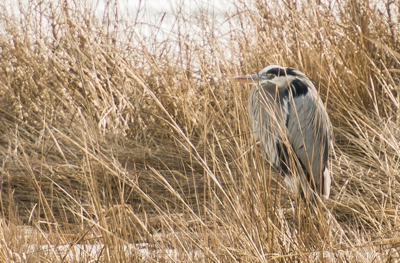 Hiding In The Reeds!