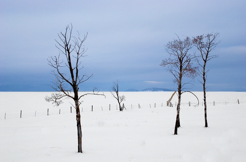 Aspens on a Winter Plain