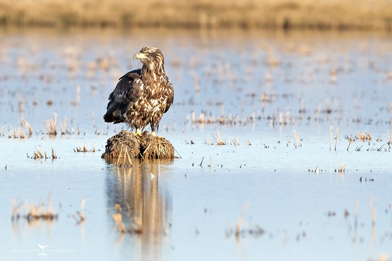 Bald Eagle in Rice Field - ID: 14369722 © Leslie J. Morris