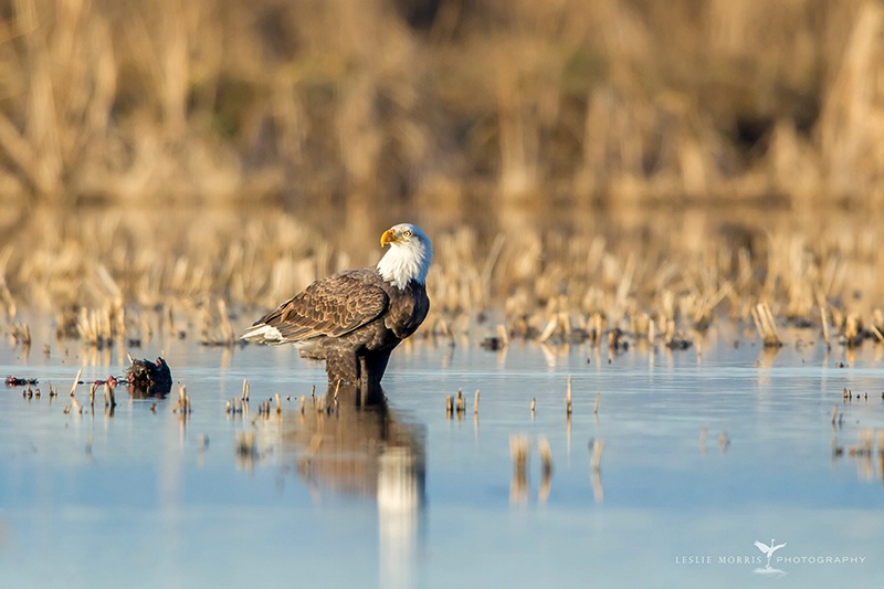 Bald Eagle in Flooded Rice Field - ID: 14369724 © Leslie J. Morris