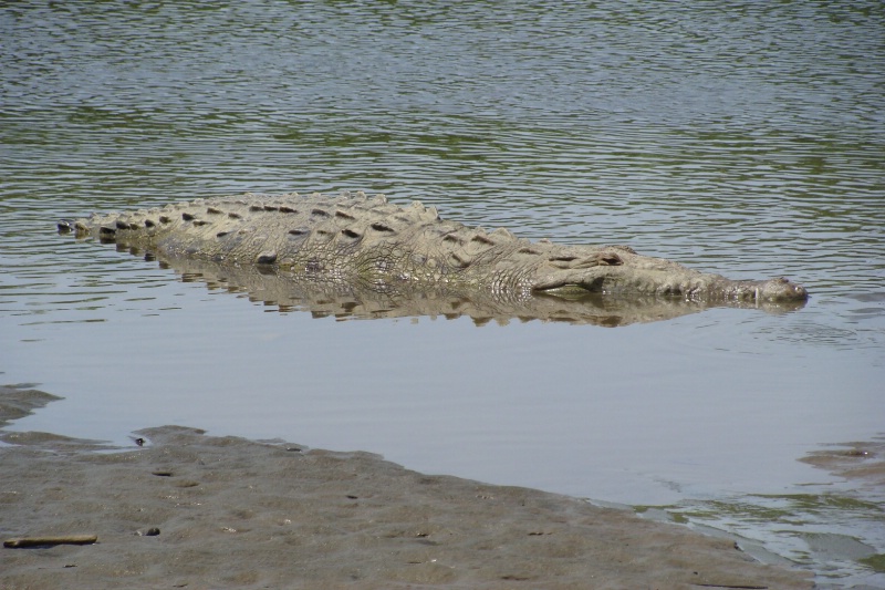 Crocodile lazing in shallow sea water