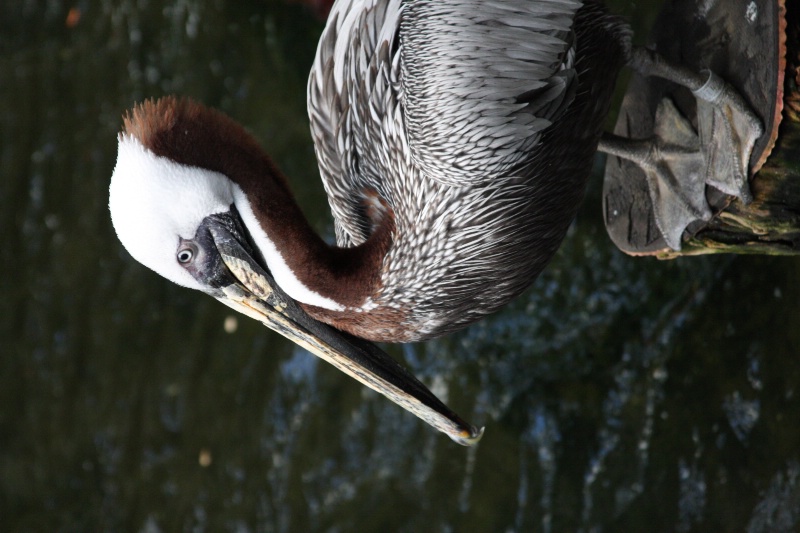Pelican Before