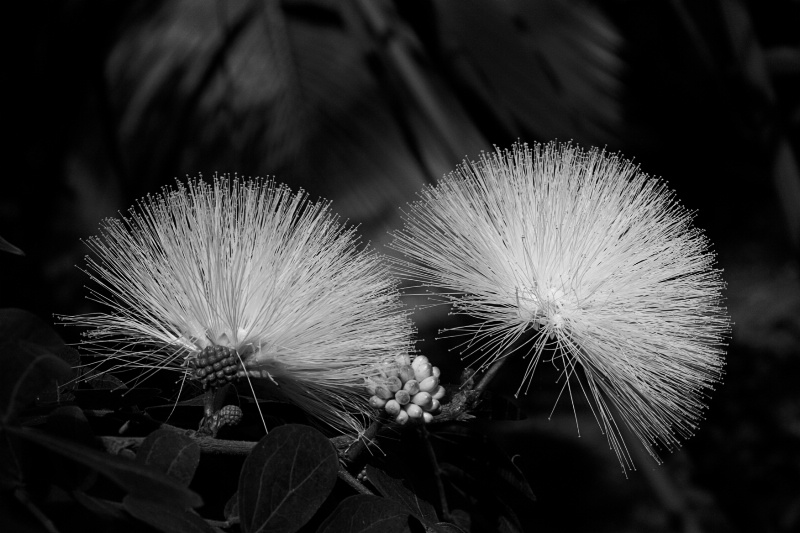 Black & White In The Garden  4 -Puffs