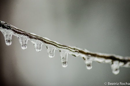 Winter Droplets