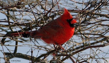 Cardinal In The Bush 