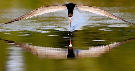 Black Skimmer Skimming