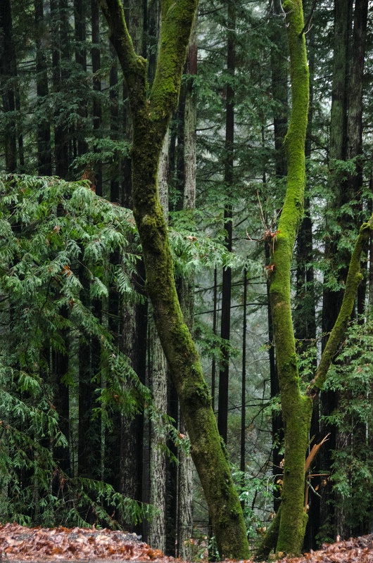 Rain in the Redwood Forest (again)