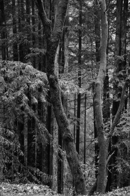 Rain in the Redwood Forest - straight B&W raw
