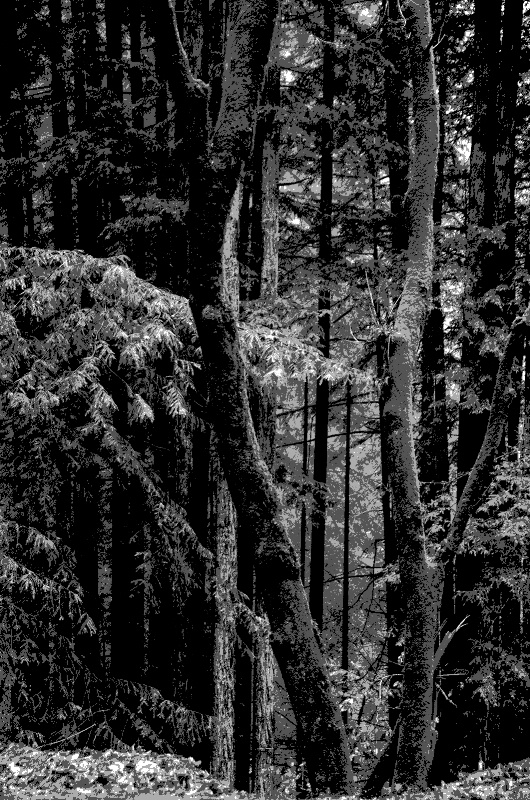 Rain in the Redwood Forest - notan raw