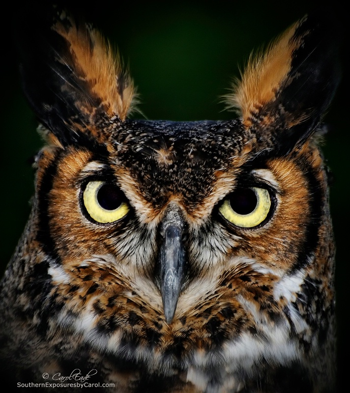 Horned Owl, Flamingo Gardens Wildlife Sanctuary - ID: 14374798 © Carol Eade