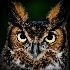 2Horned Owl, Flamingo Gardens Wildlife Sanctuary - ID: 14374798 © Carol Eade