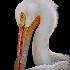 2White Pelican, Flamingo Gardens Wildlife Sanctuary - ID: 14374799 © Carol Eade