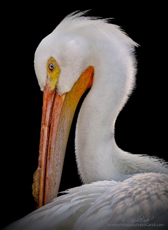 White Pelican, Flamingo Gardens Wildlife Sanctuary