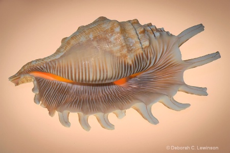 Seashell- 2