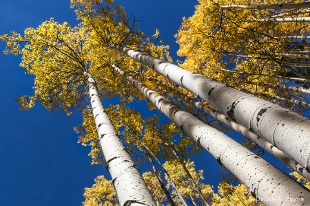 AUTUMN'S CANOPY