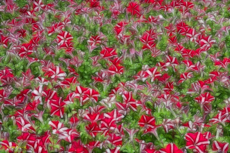 Red Stripes; Exmore, VA - ID: 14375305 © Richard S. Young
