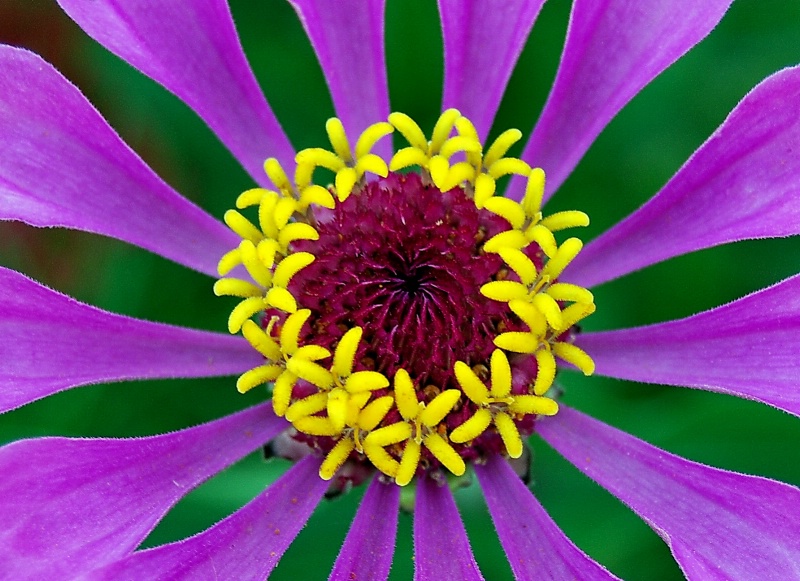 Zinnia