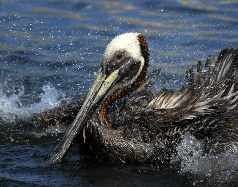Splish Splash Pelican Bath