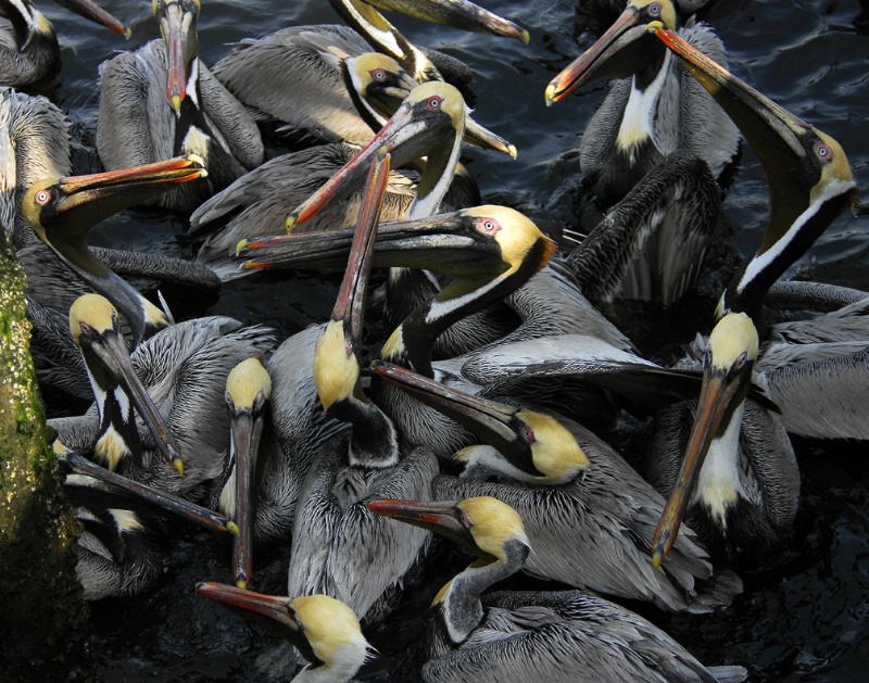 Pelican Mosh Pit