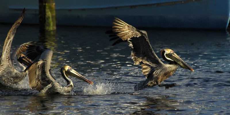Pelican Chase