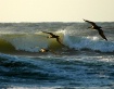 Pelican Wave