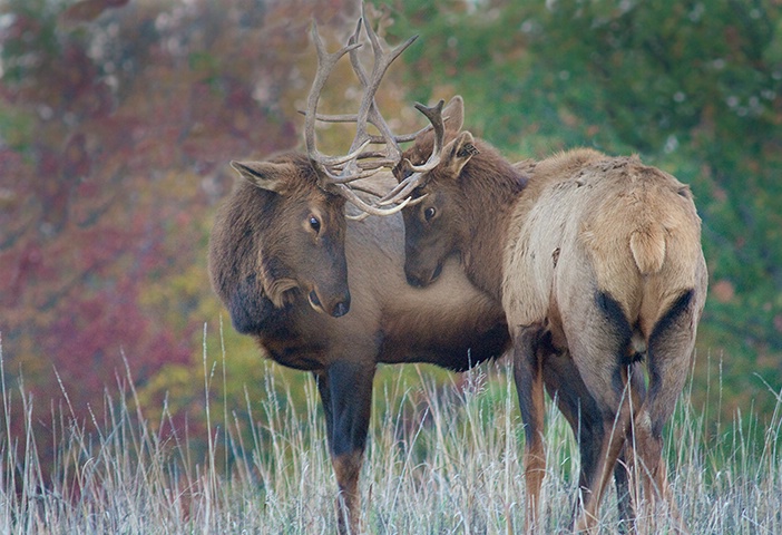 Kentucky Elk 2b - ID: 14376145 © Donald R. Curry