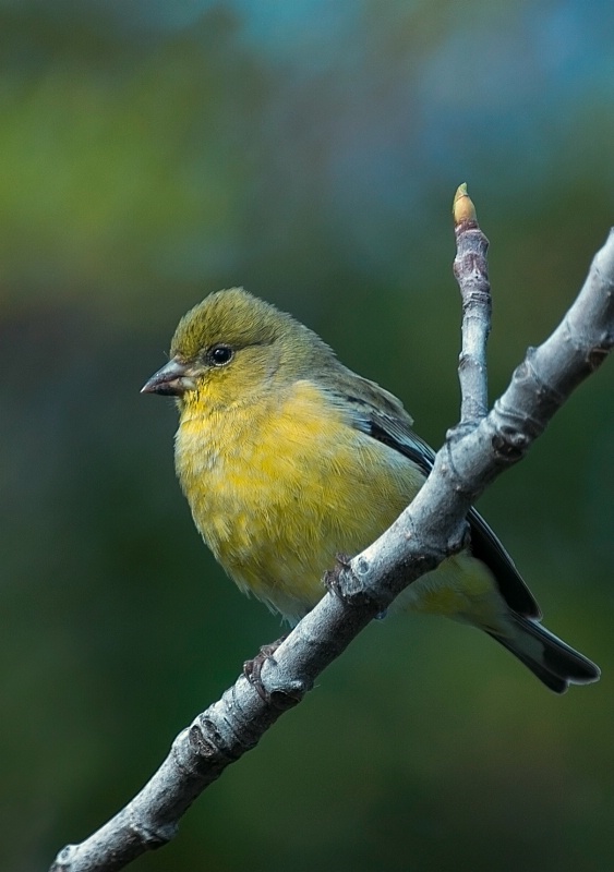 Lesser Goldfinch Female