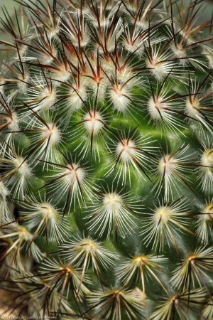 Color version of cactus