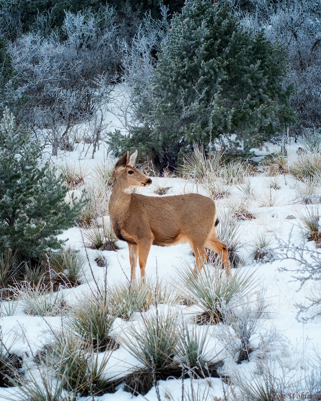 Winter In Colorado Springs