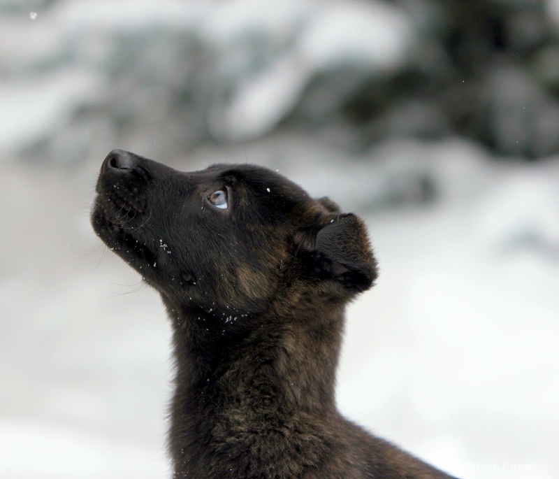 Watching snowflakes