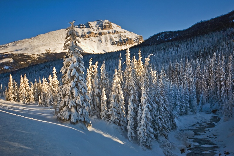 Wintered trees 