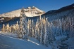 Wintered trees 