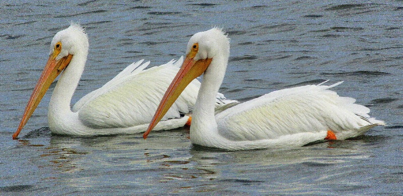 Twice as nice - ID: 14378031 © Pauline M. Osborn