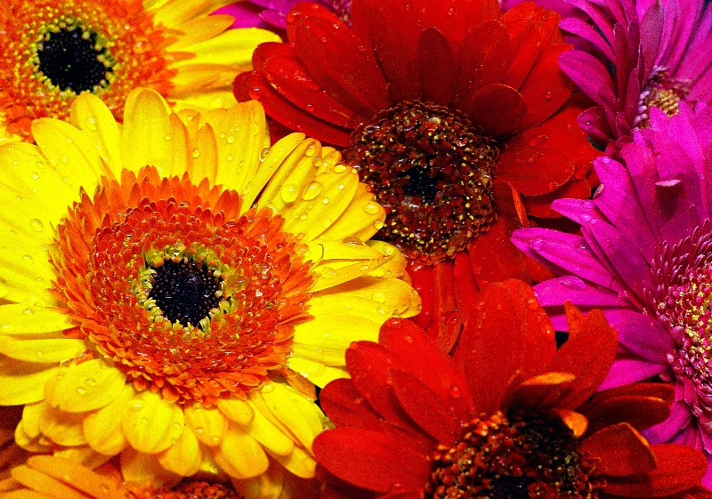 Colourful Gerbera