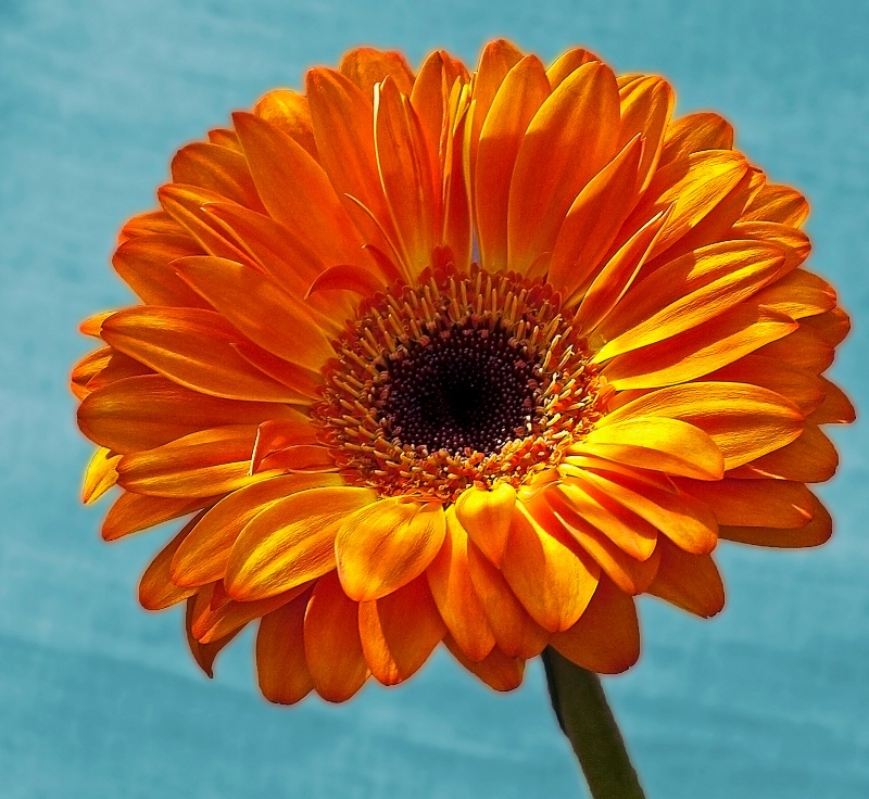 Orange Gerbera