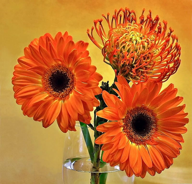 Gerbera and Protea in a Vase