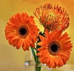 Gerbera and Prote...