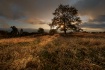 Grassy Field