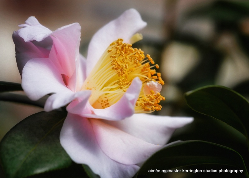 camellia sweet