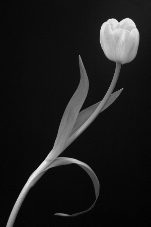 tulip