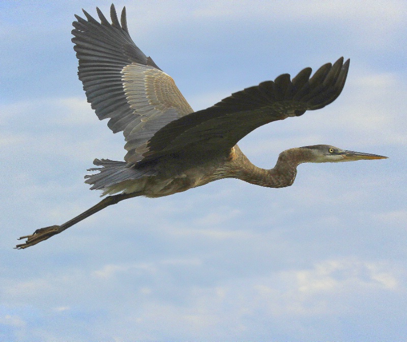Afternoon Flight - ID: 14379040 © Pauline M. Osborn