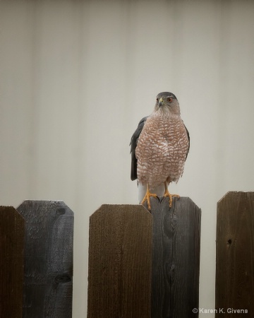 Backyard Visitor