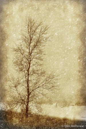 Sentinel Tree in Winter