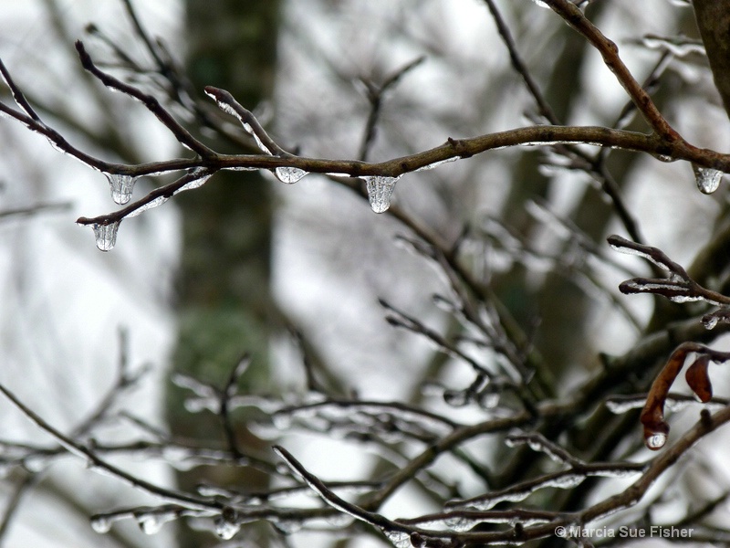 Ice on the Branches